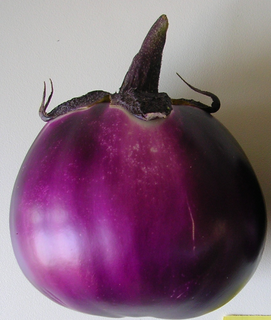 Photo of <i>Solanum melongena</i>